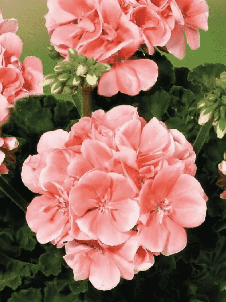 Пеларгония