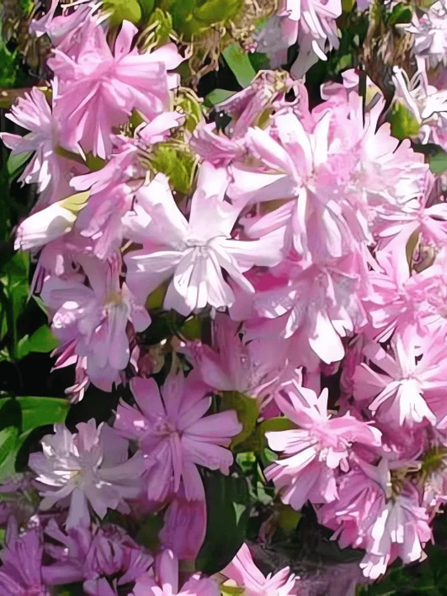 Мыльнянка лекарственная Rosea Plena