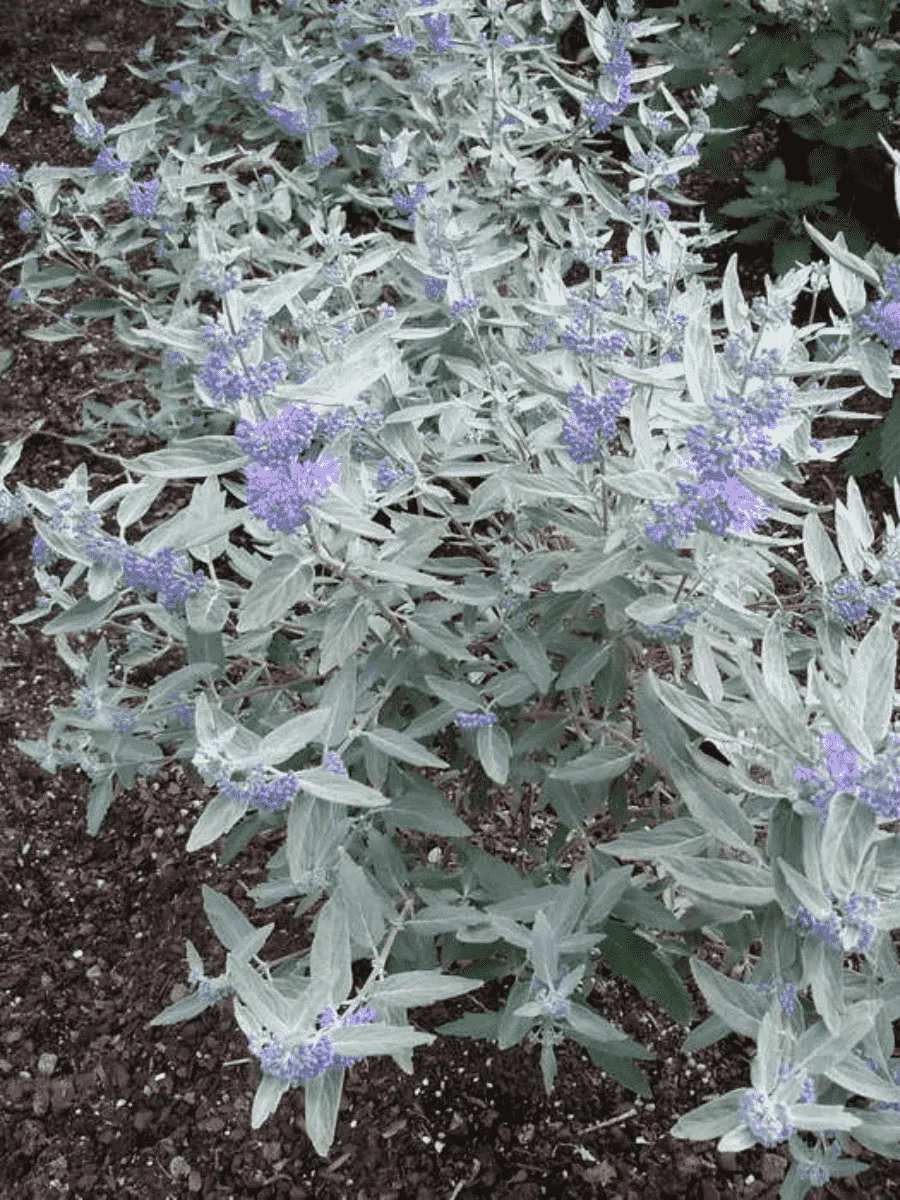 Кариоптерис кландоненсис Sterling Silver