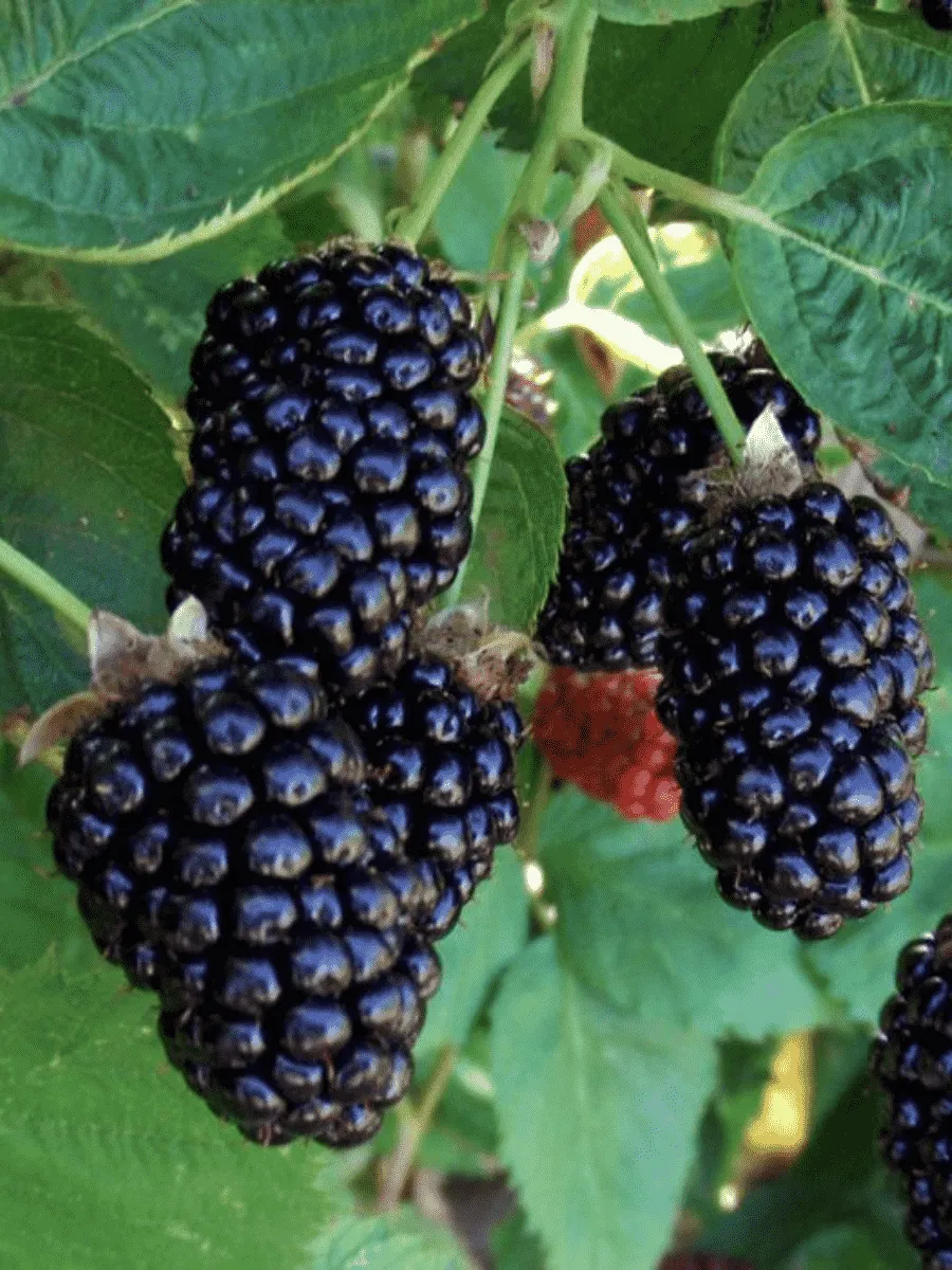 Ежемалина гибридная Бойсенберри