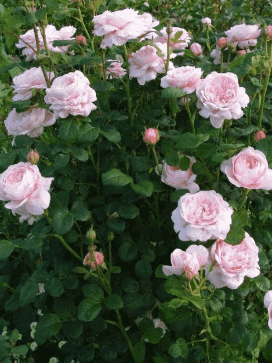 Роза Английская кустовая Queen of Sweden