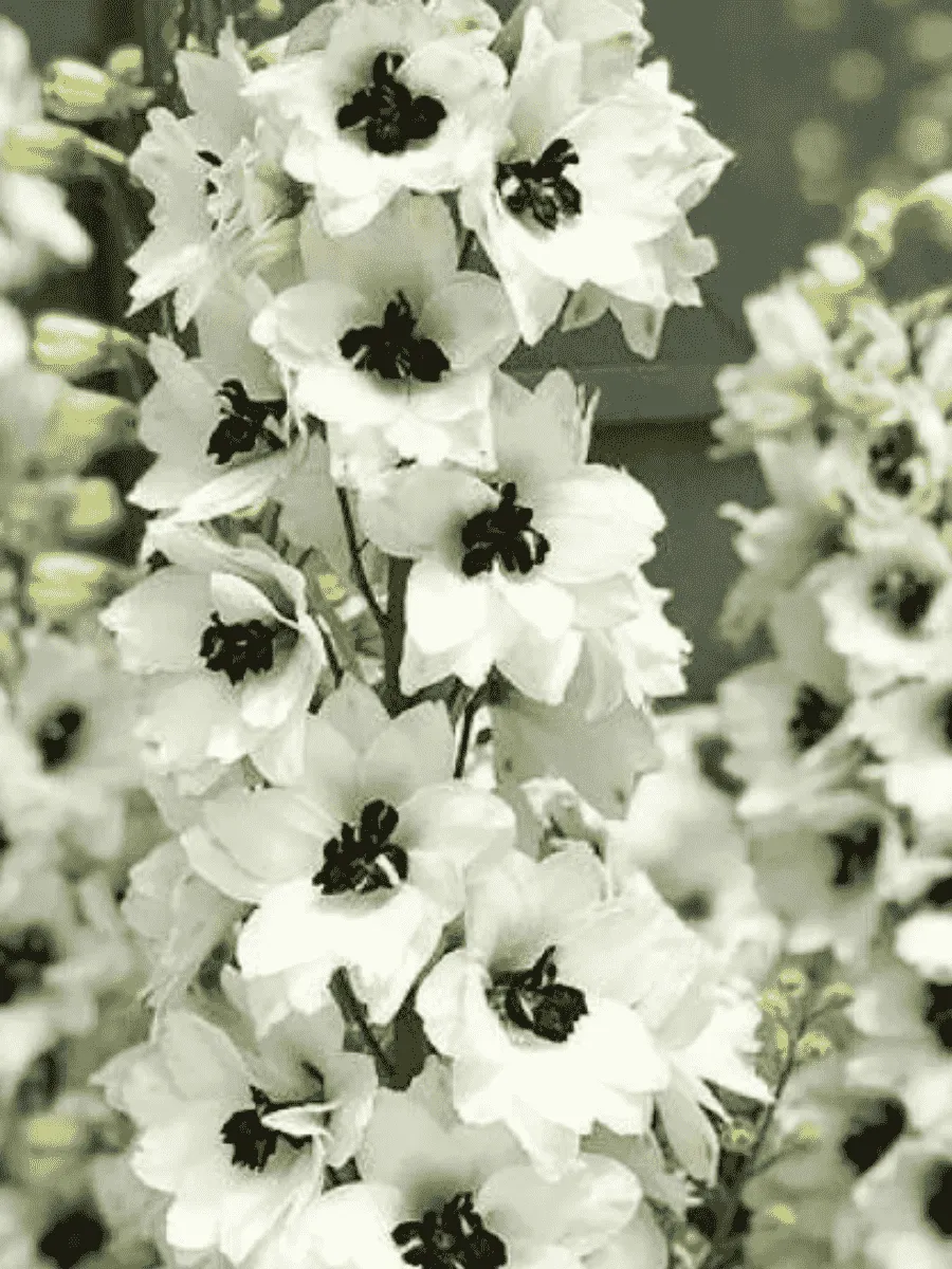 Дельфиниум Magic Fountain  White