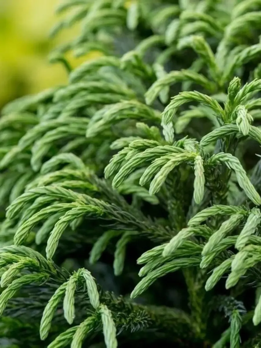 Криптомерия