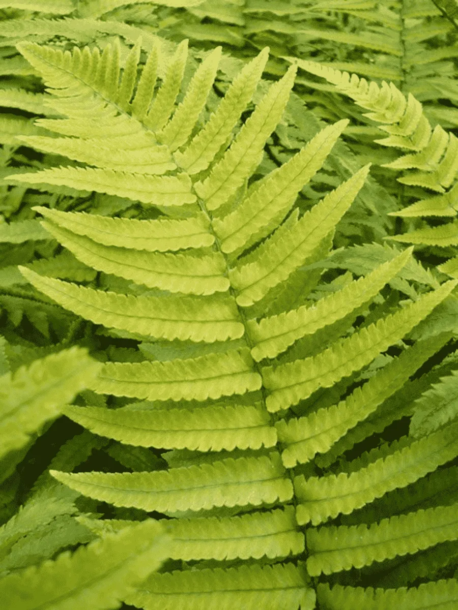 Щитовник Busilvana