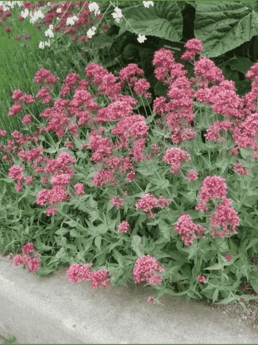 Кентрантус Ruber Coccineus