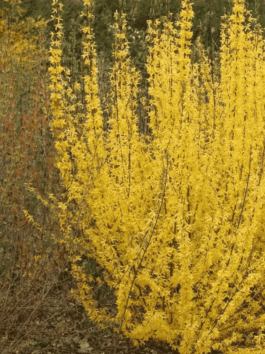 Форзиция промежуточная Minigold