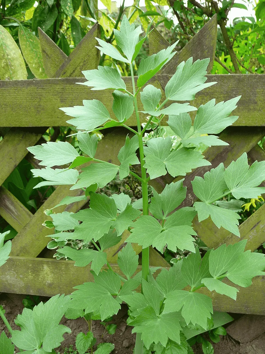 Любисток лекарственный