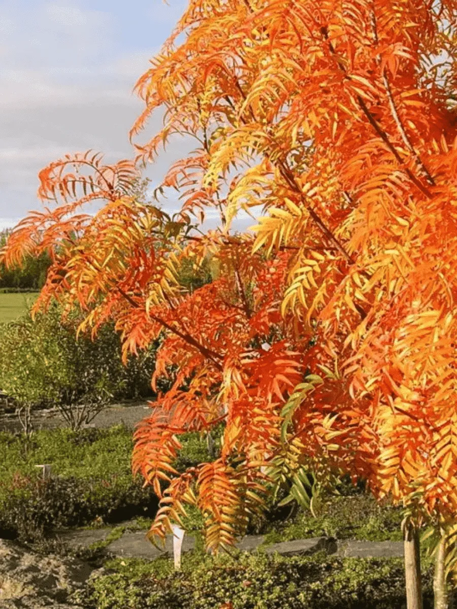 Рябина смешанная Додонг