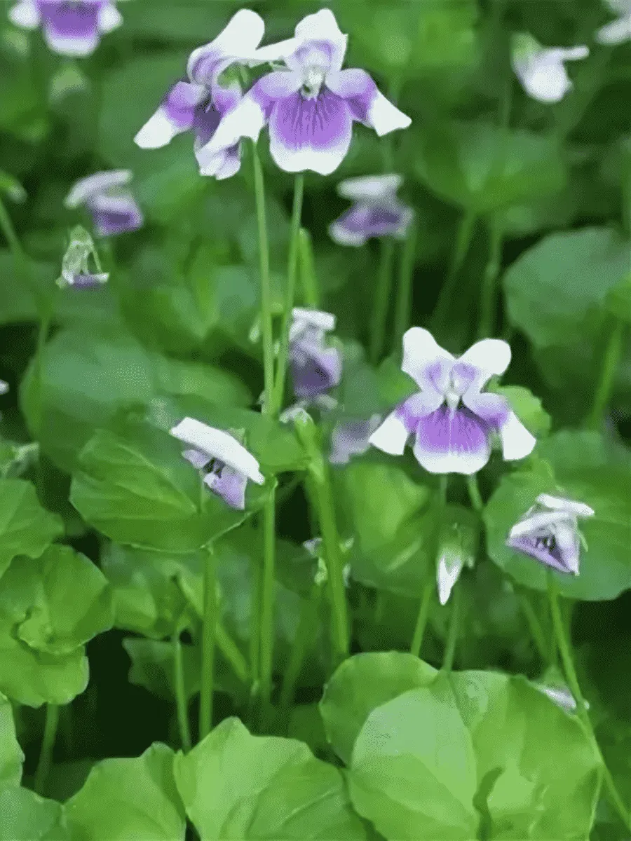 Виола ежевичная