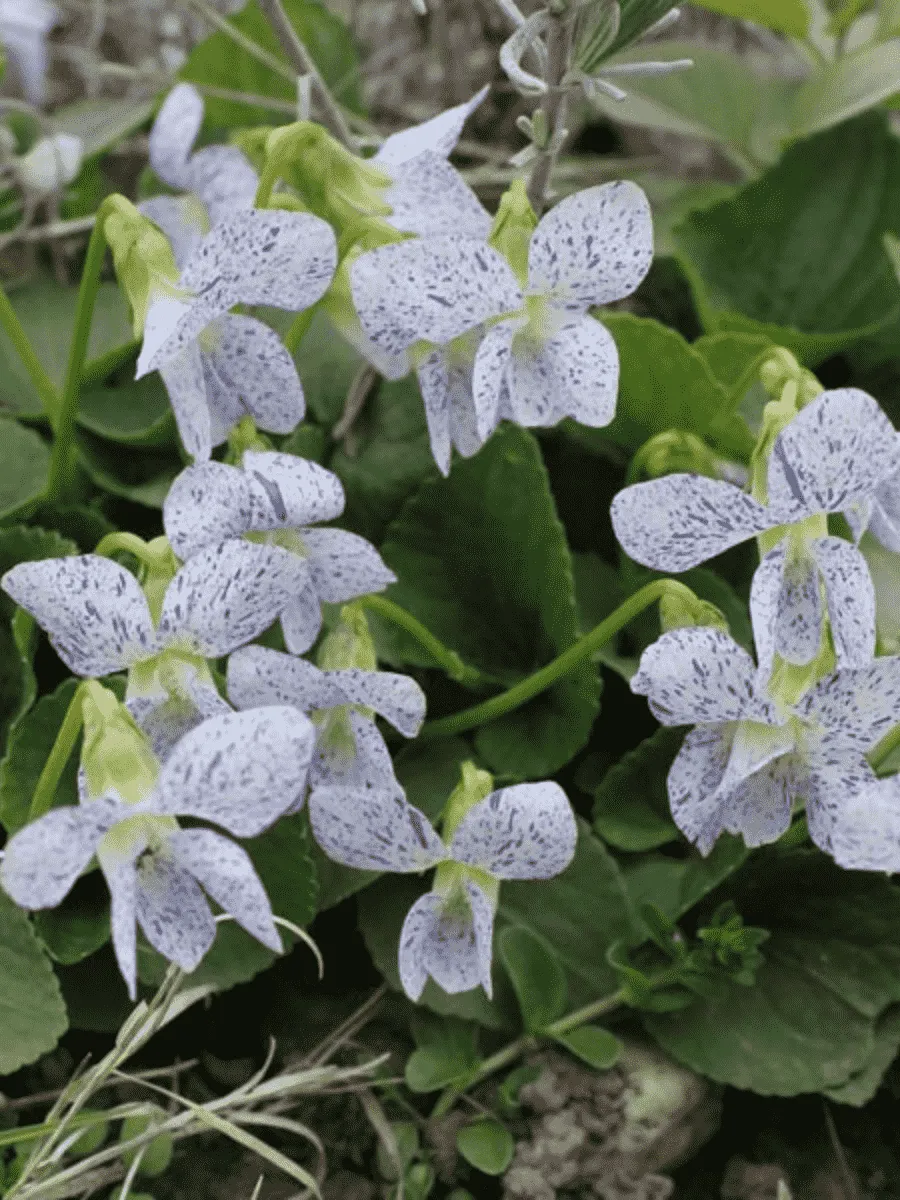 Виола сестринская Freckles