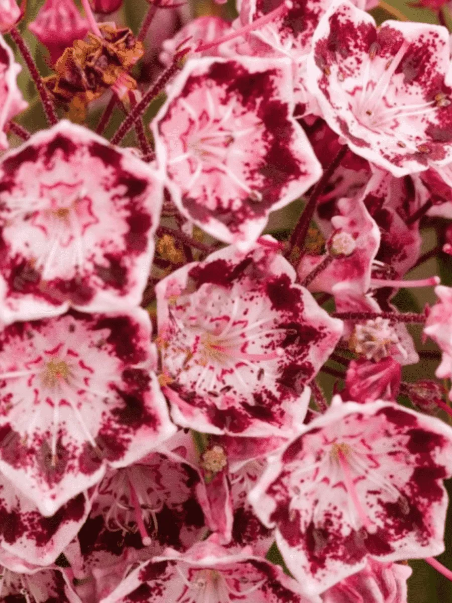 Кальмия широколистная Jans Delight