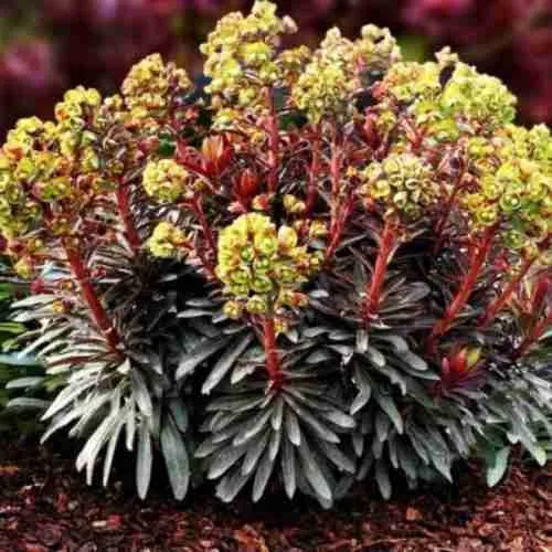 Молочай многоцветковый Purpurea