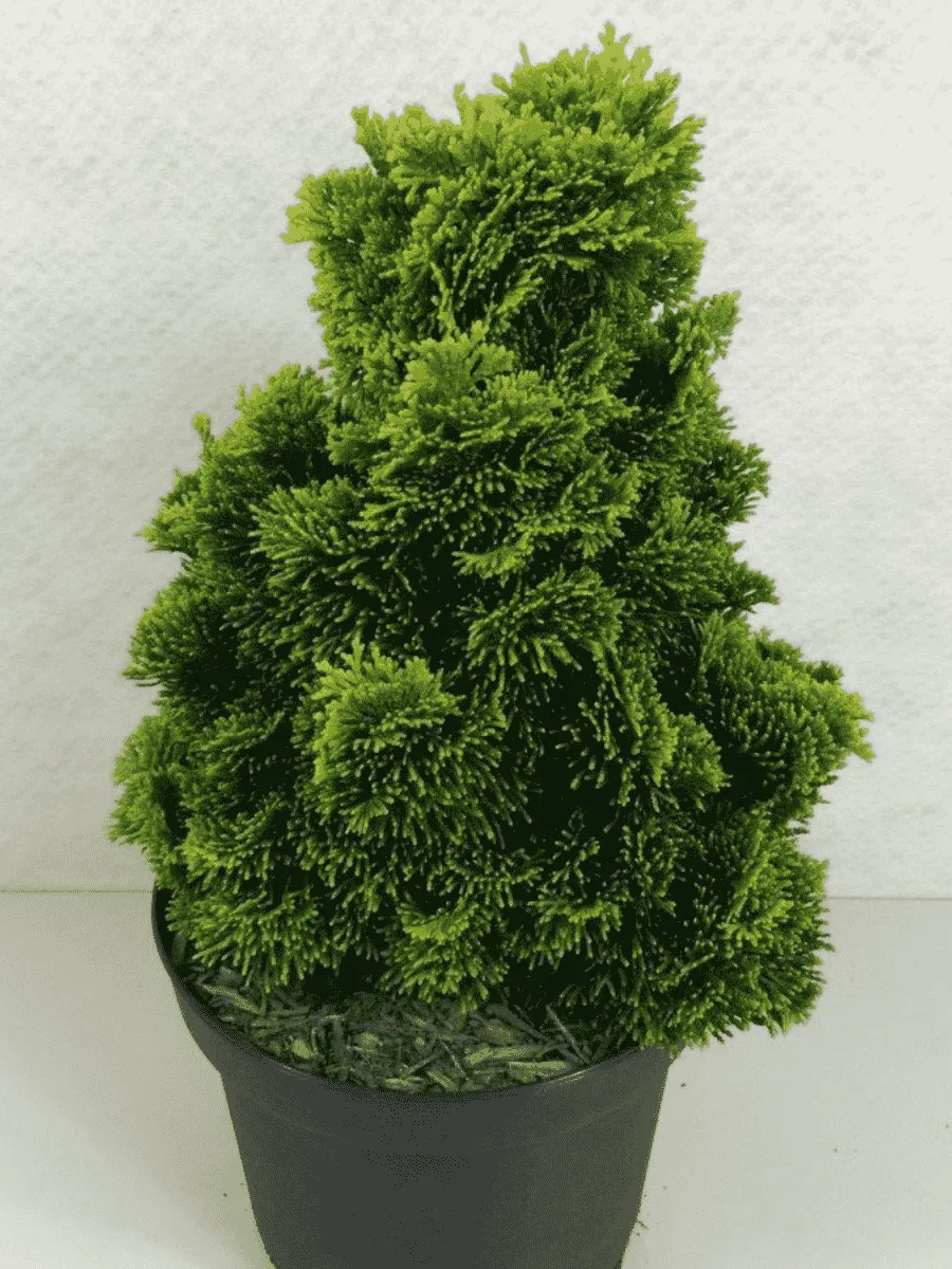 Кипарисовик туполистный Aurora