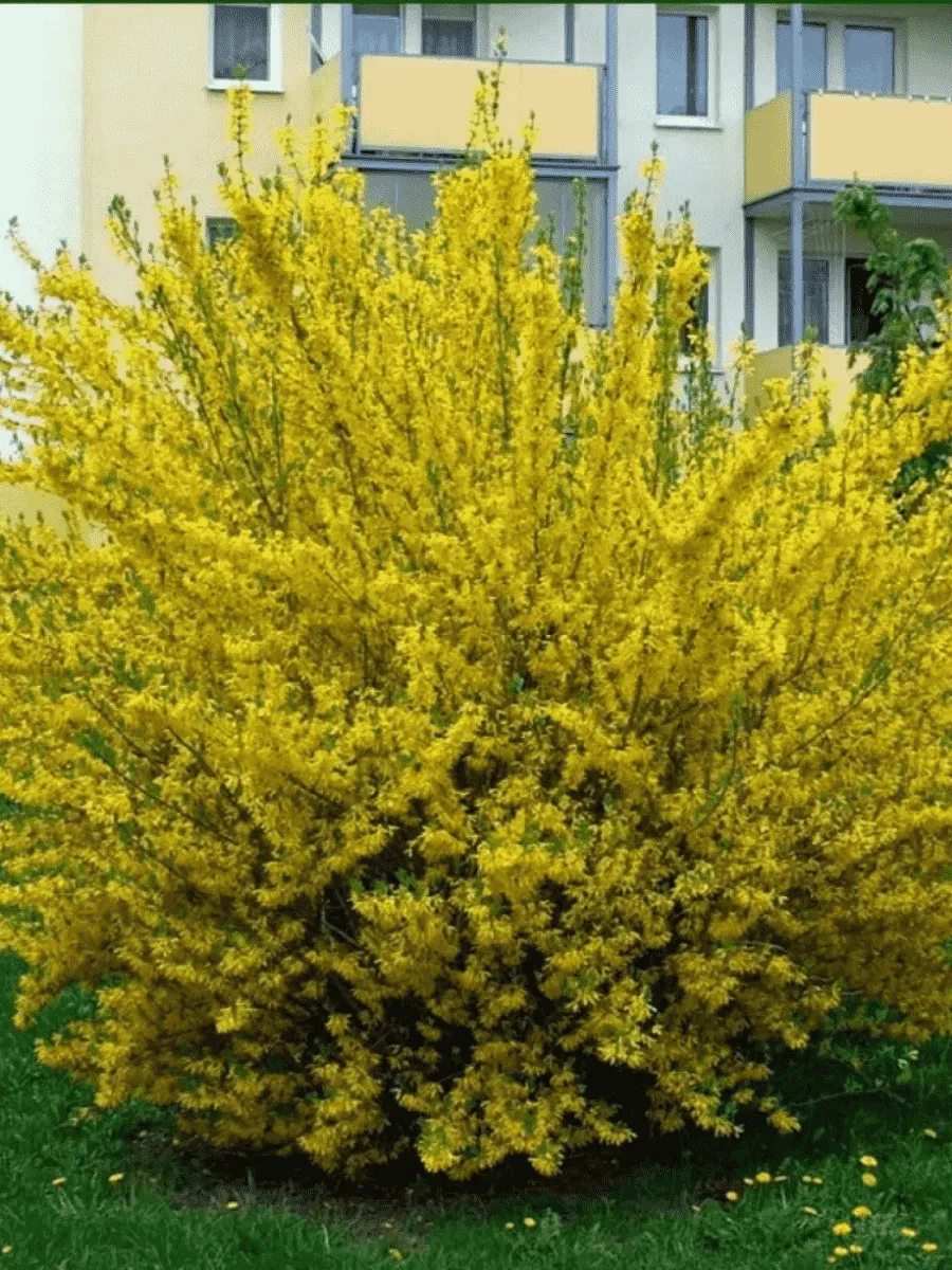 Форзиция промежуточная Goldzauber