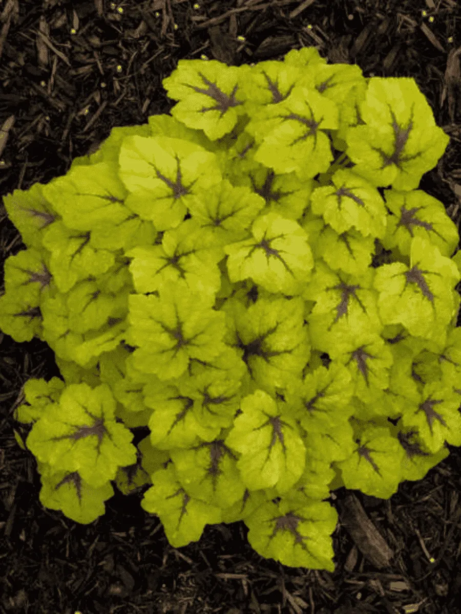 Гейхерелла Catching Fire