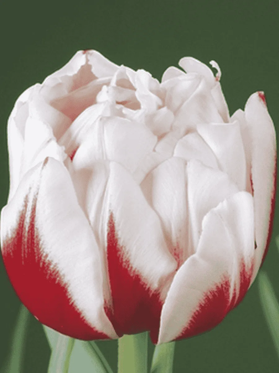 Тюльпан Махровый Horizon