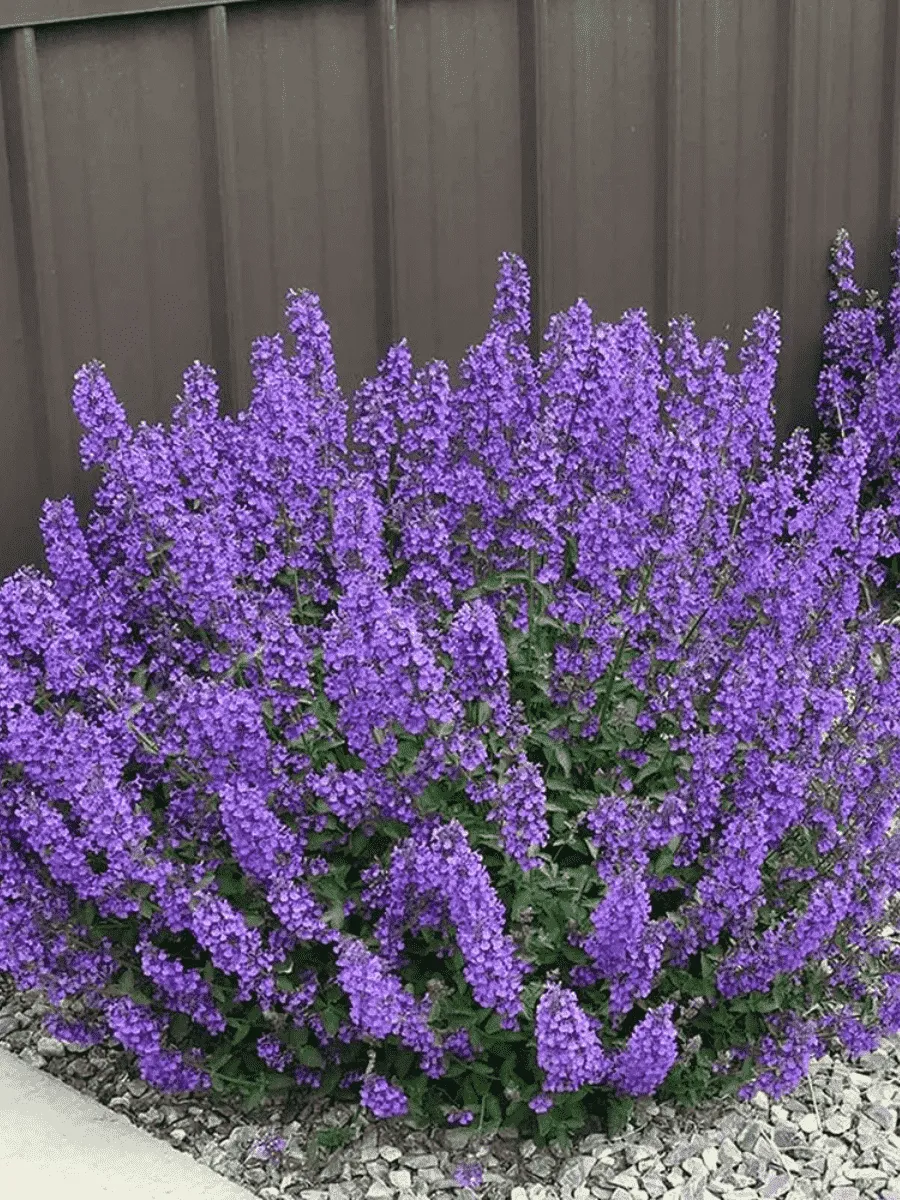 Котовник Фассена Walker's Low