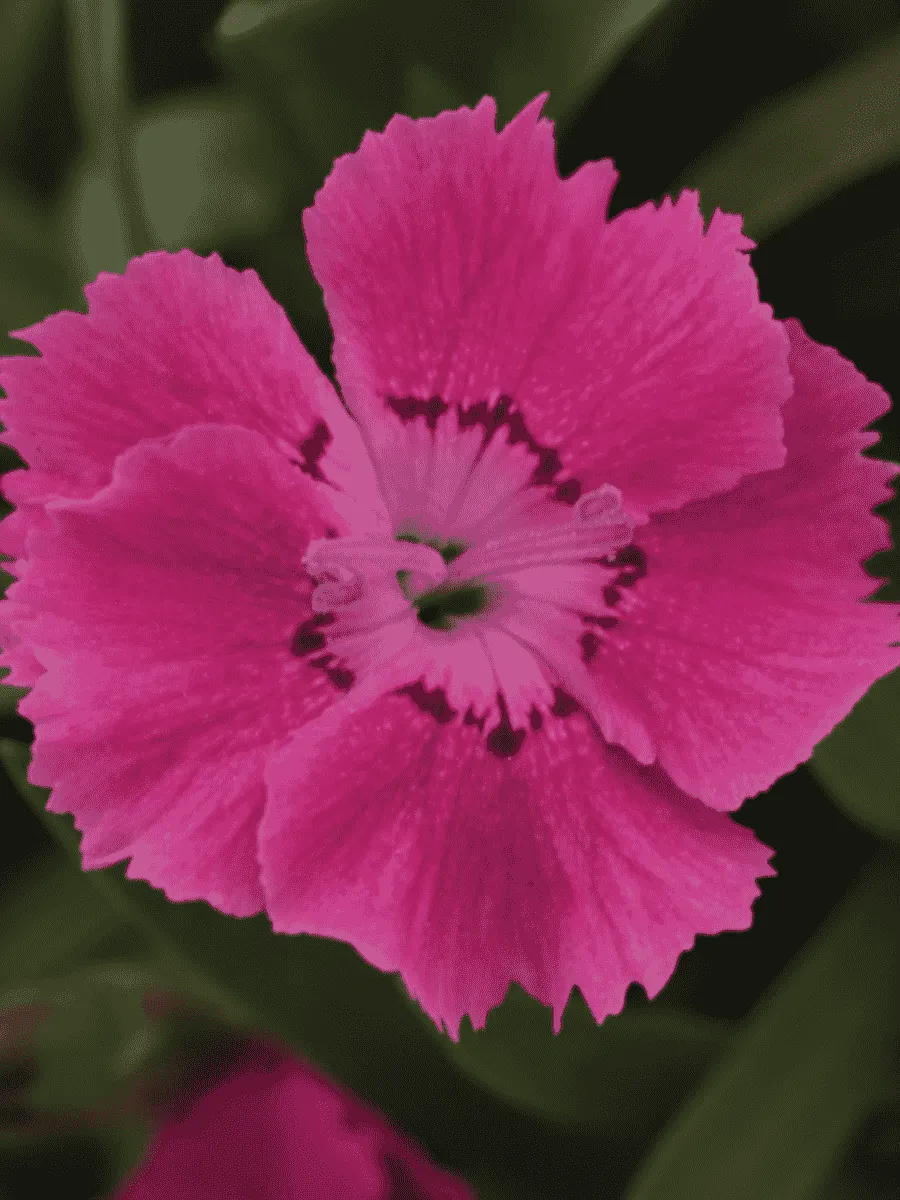 Гвоздика садовая Collection Pink Bouquet