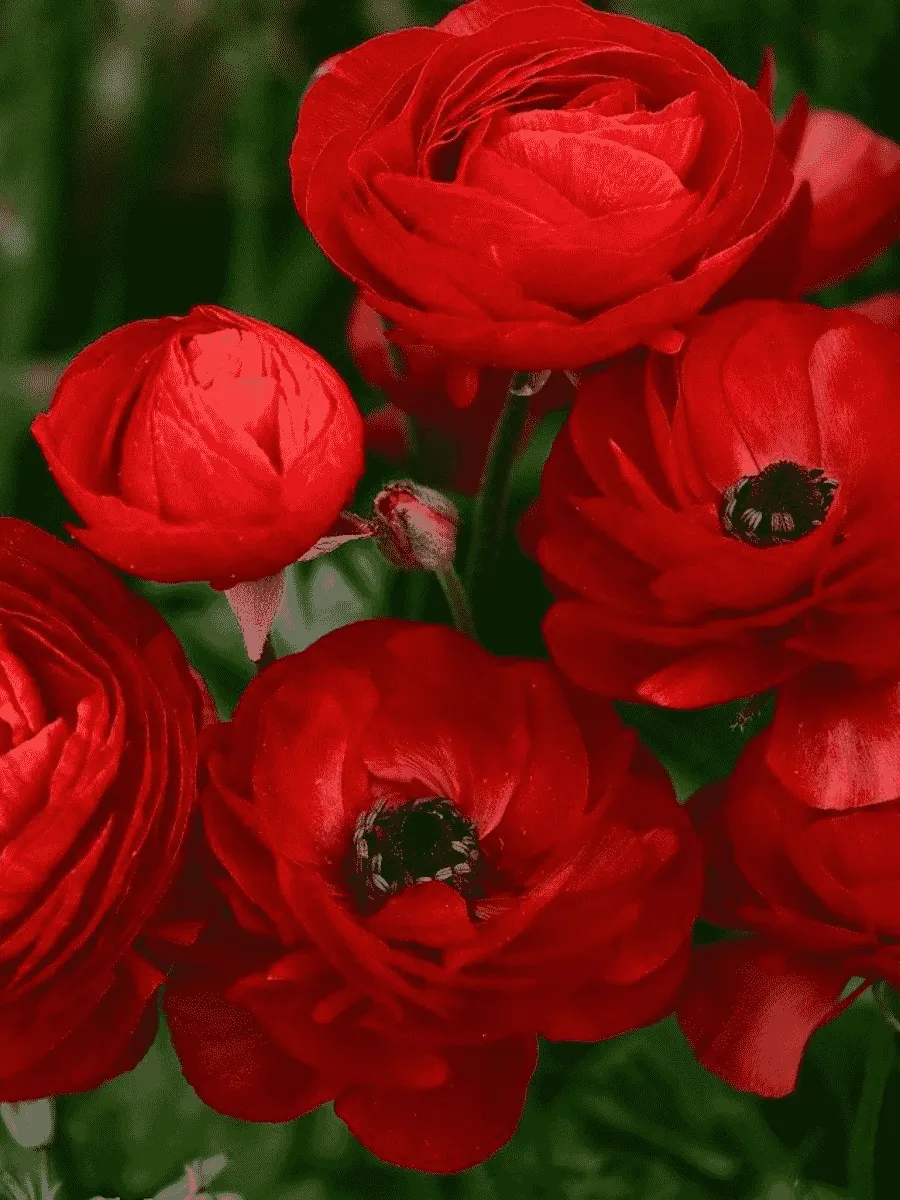 Лютик Азиатский  Red