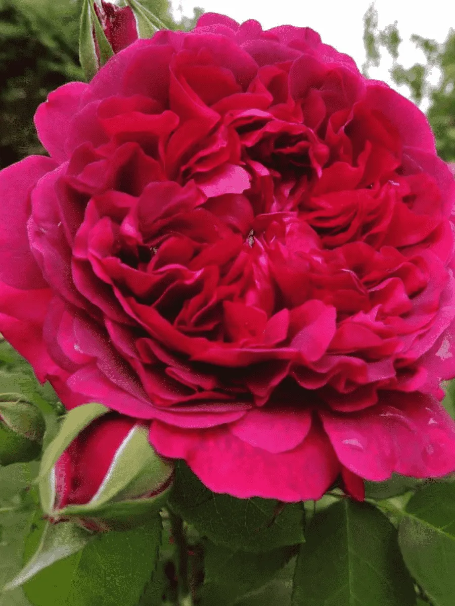 Роза Английская кустовая William Shakespeare