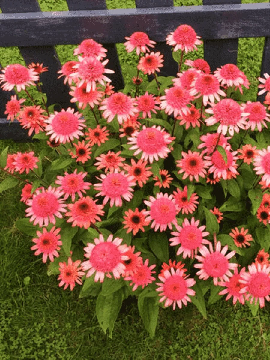 Эхинацея Raspberry Truffle