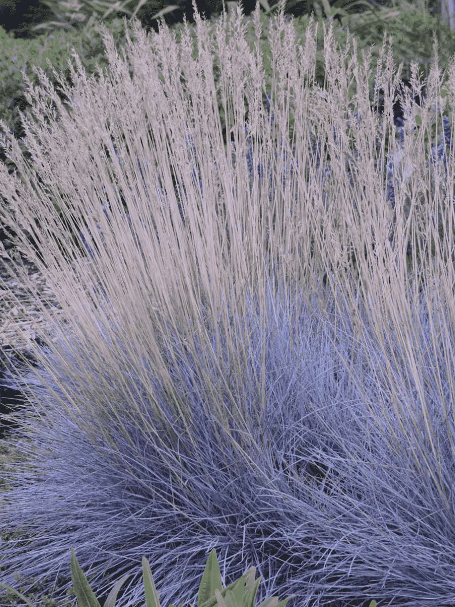 Овсяница аметистовая