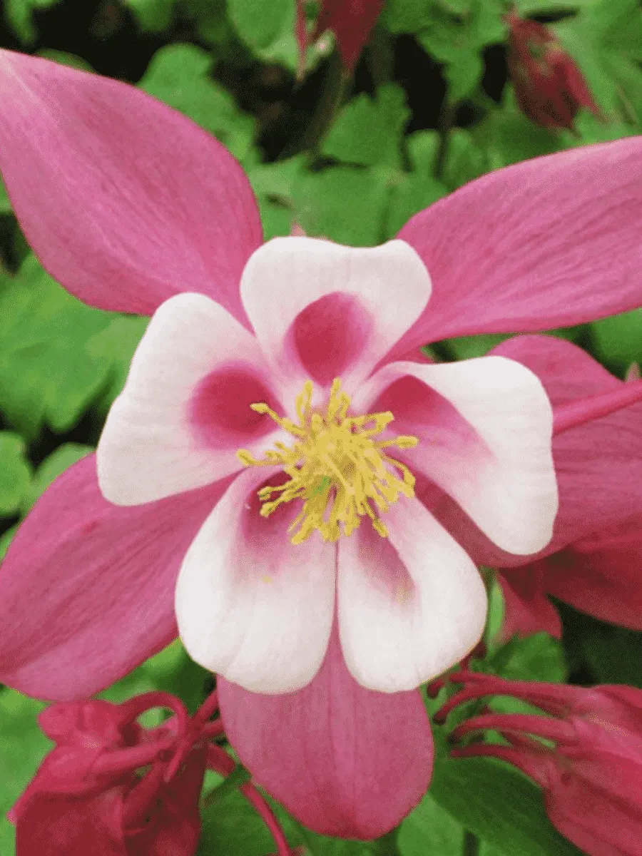 Аквилегия вееровидная Spring Magic Rose And White