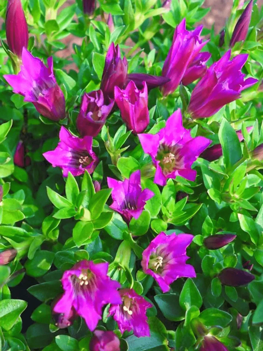 Горечавка Lipstick