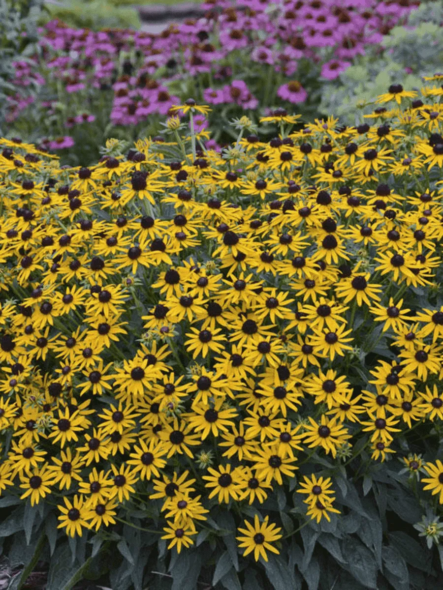 Рудбекия Little Goldstar