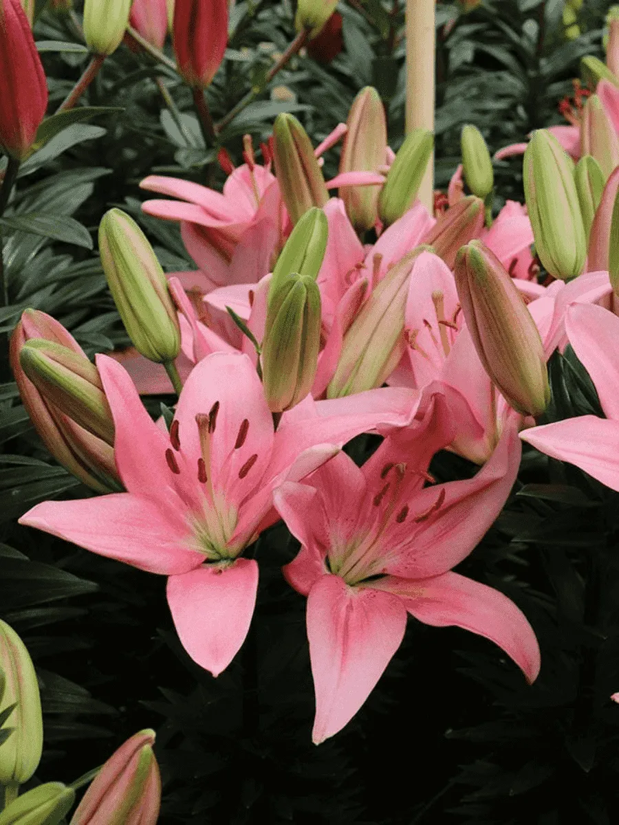 Лилия Trendy San Francisco