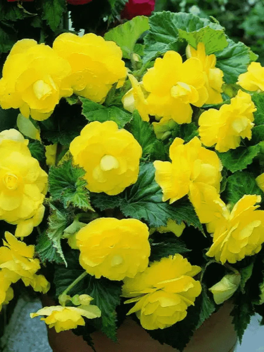 Бегония Double Yellow