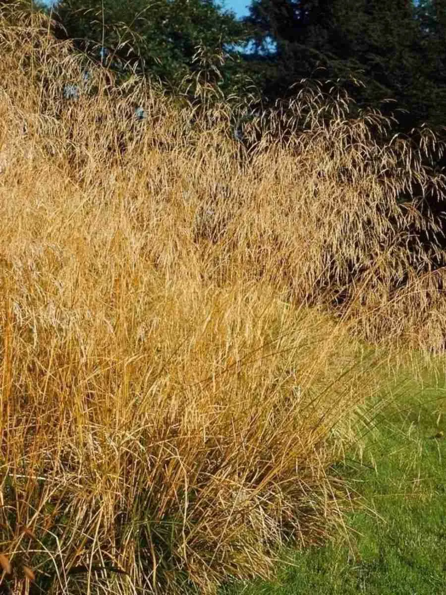 Щучка дернистая Bronzeschleier