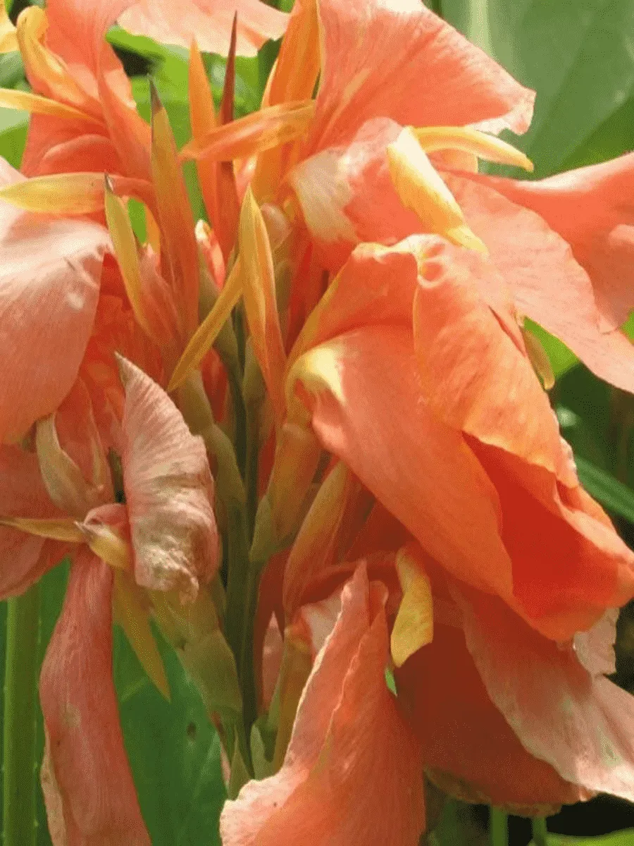 Канна Peach Blush