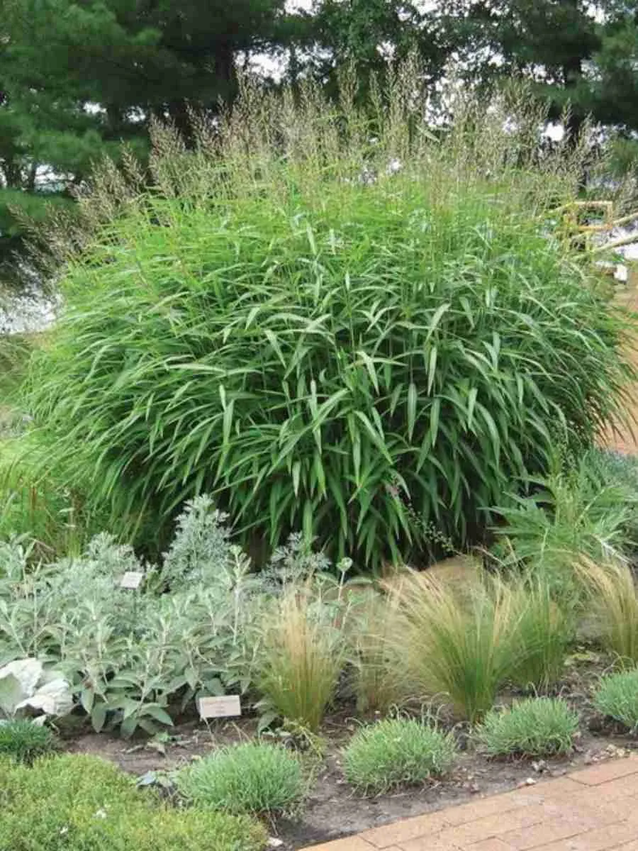 Серобородник сибирский