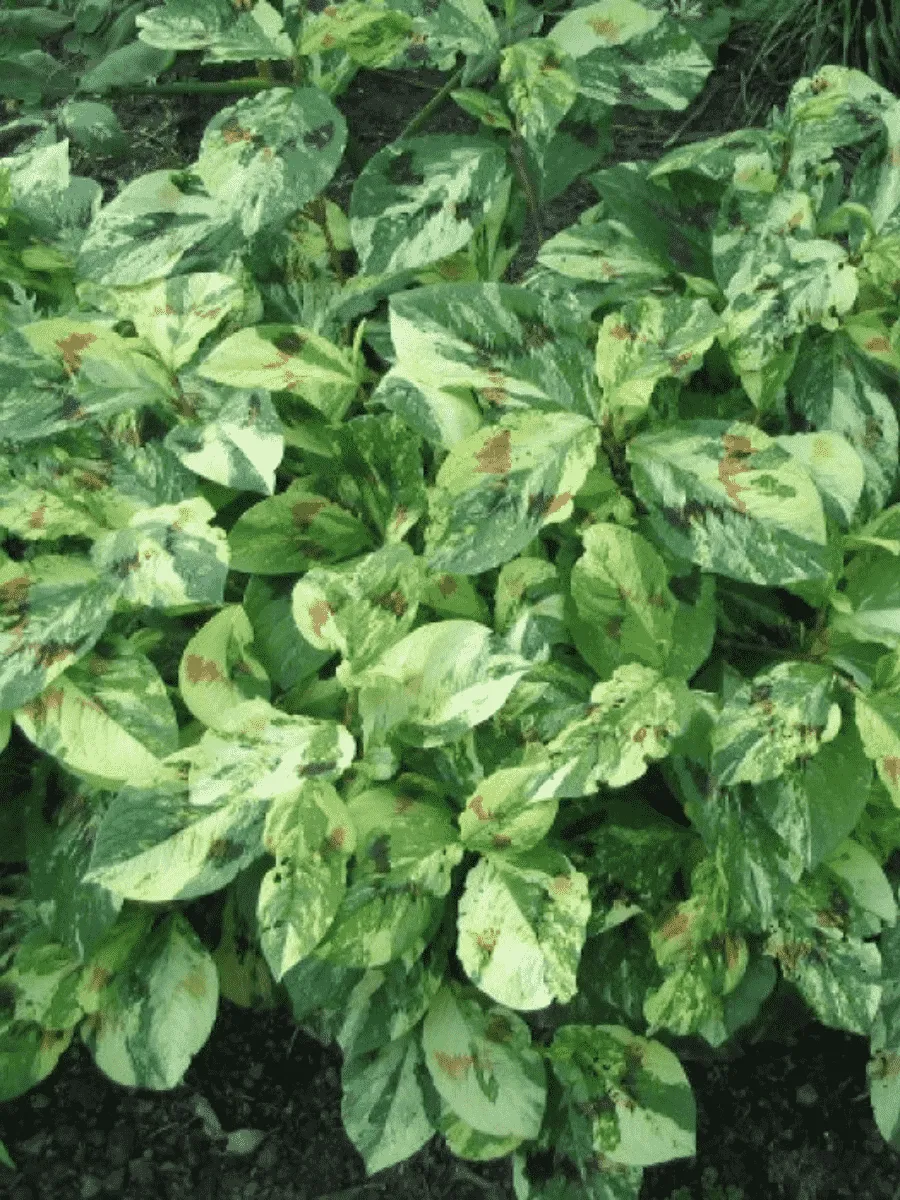 Горец виргинский Painter's Palette