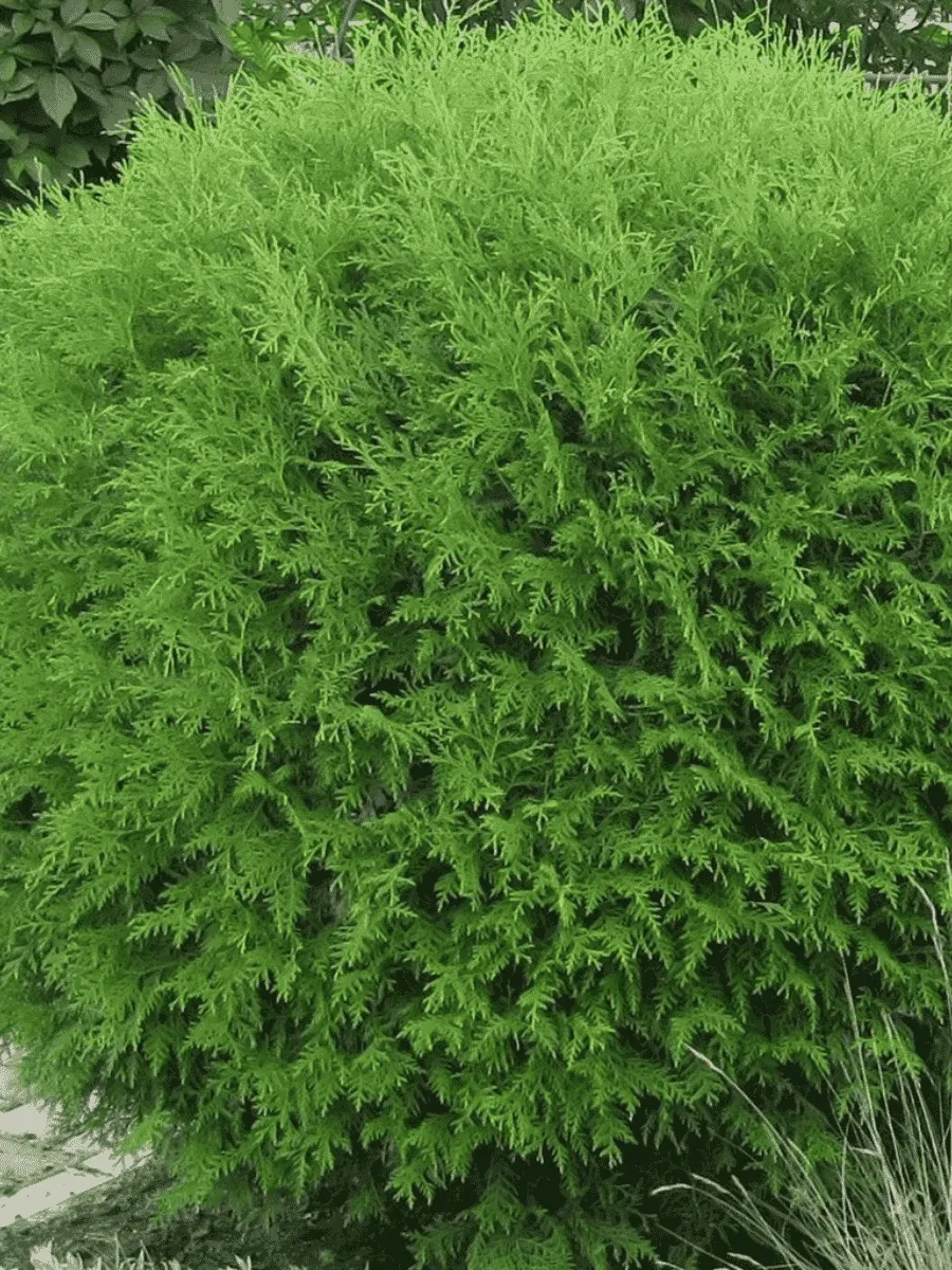 Туя западная Globosa Compacta