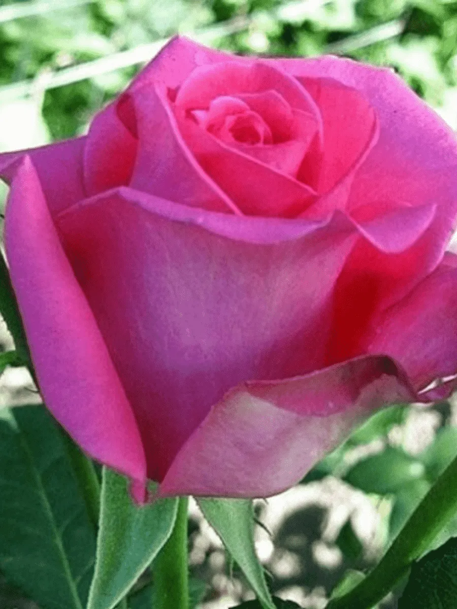 Роза штамбовая Ravel