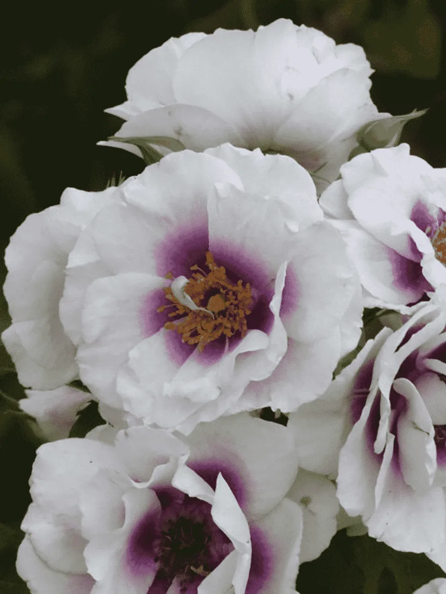 Роза Гибридная Eyes for you