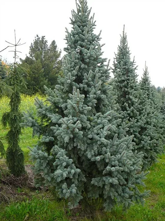Ель колючая Retroflexa