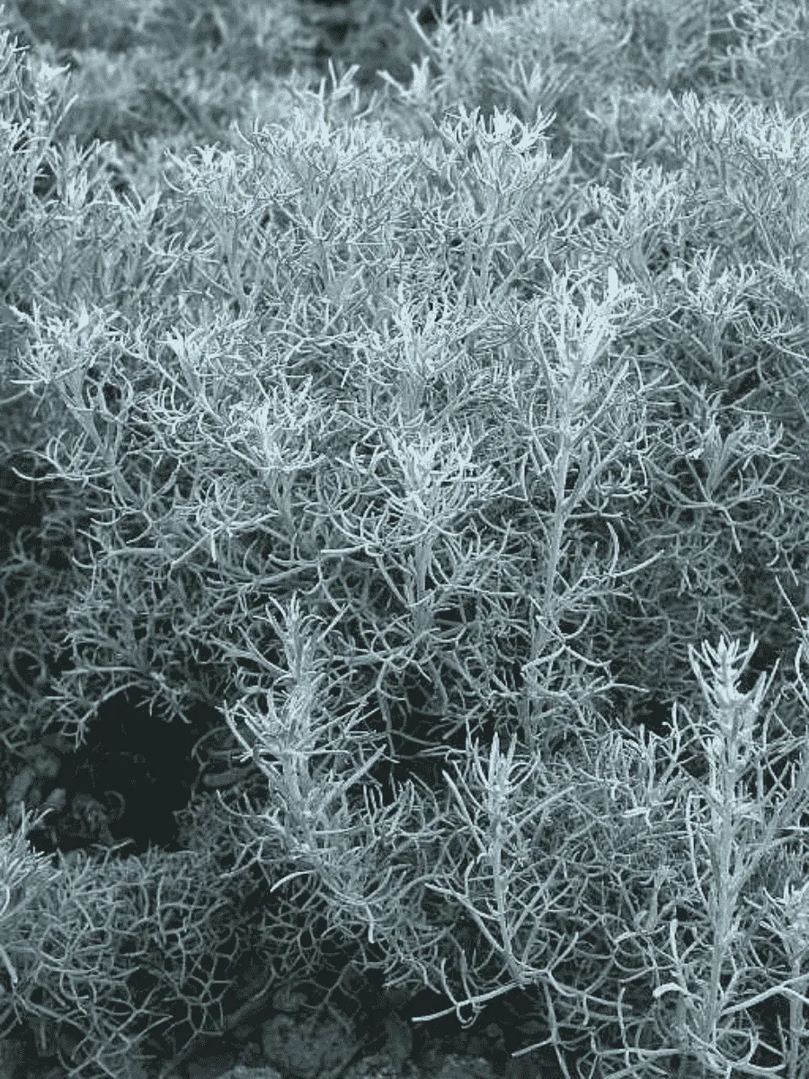 Полынь армянская синяя 'Canescens'