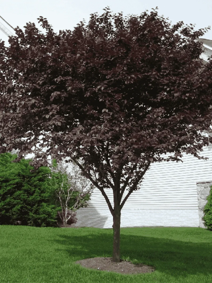 Слива растопыренная Nigra