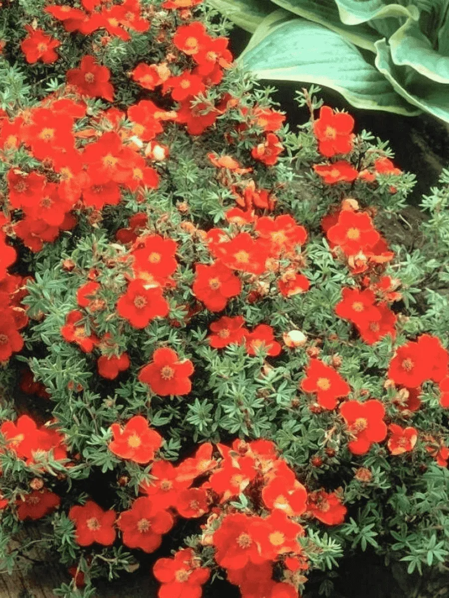 Лапчатка кустарниковая  Red Ace