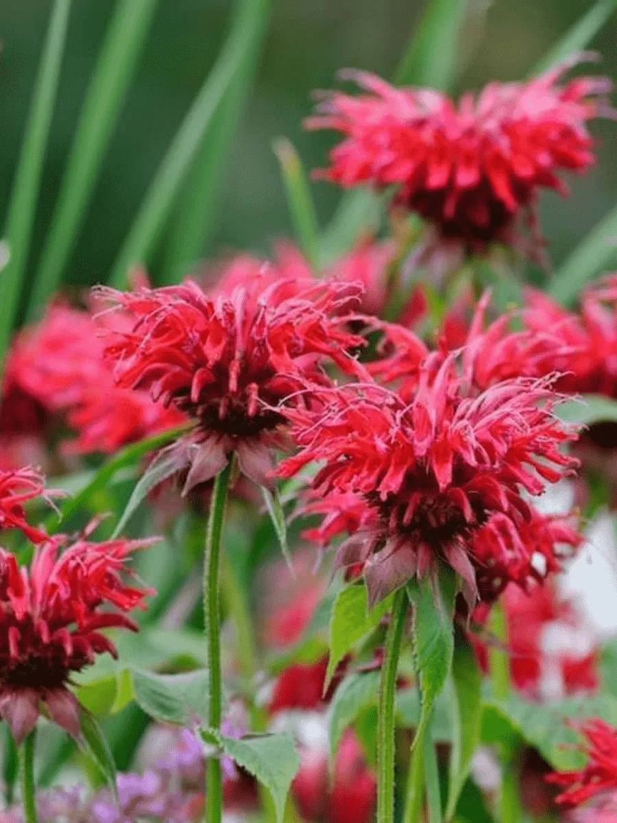 Монарда гибридная Cambridge Scarlet