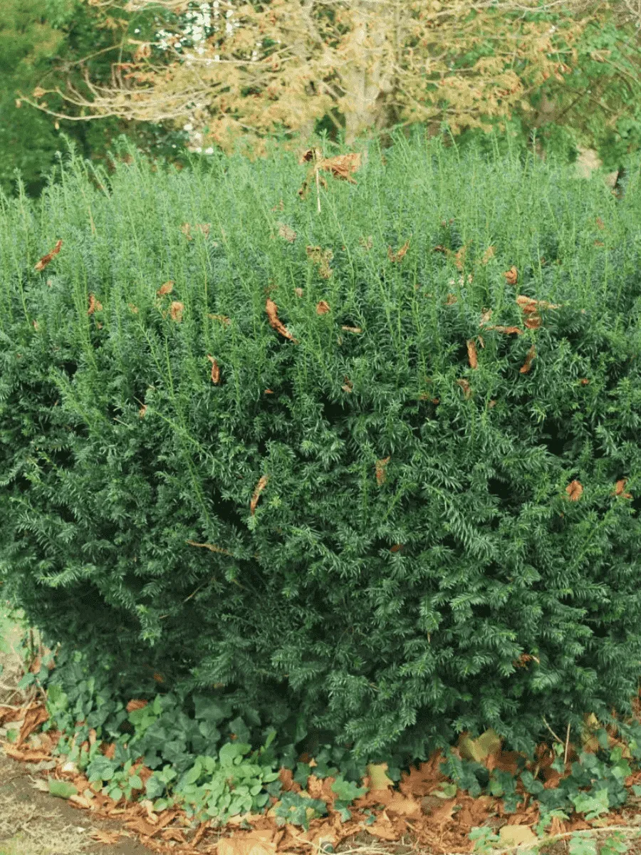 Тис канадский