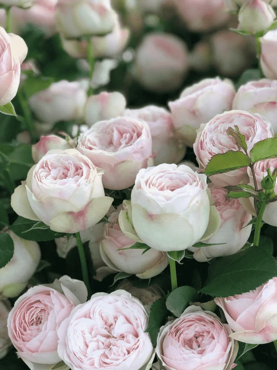 Роза спрей Mansfield Park