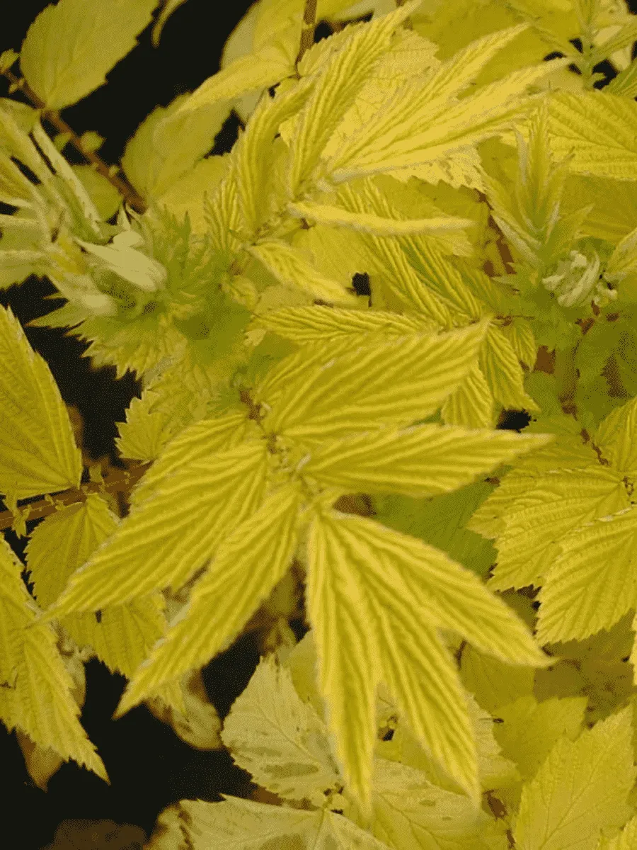 Лабазник вязолистный Aurea