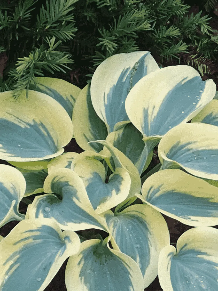 Хоста гибридная First Frost