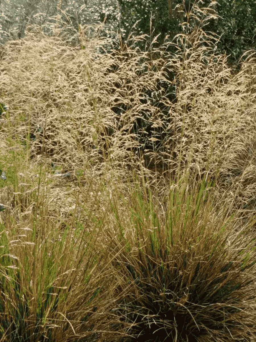 Щучка дернистая Waldschratt