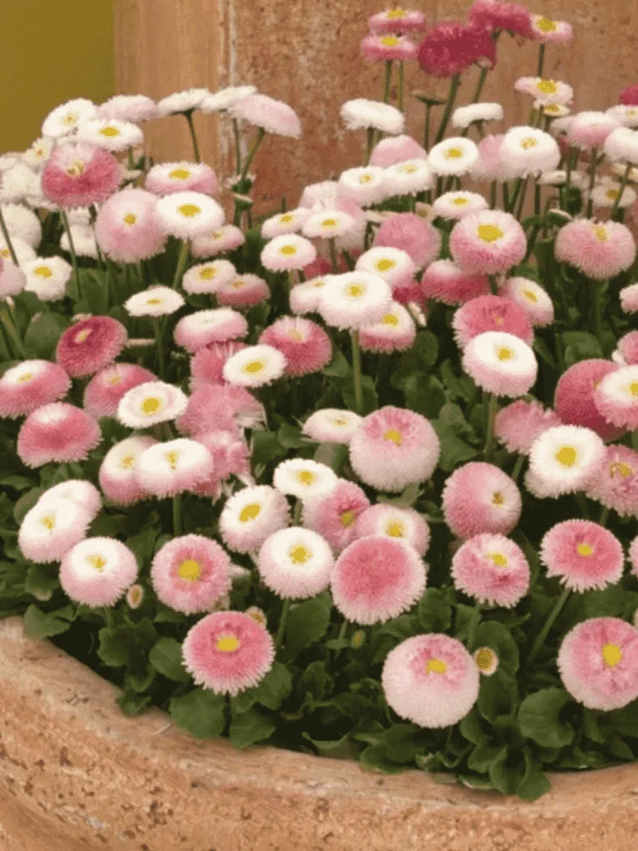 Маргаритка многолетняя Tasso Strawberries Cream