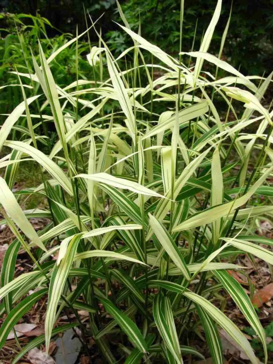 Хасмантиум  River Mist